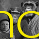 Illustration for article titled Tea Partier Sends Obama Chimp Email, Swears Shes Not A Racist